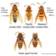 Though the two rows of insects may look similar, they are not the same.